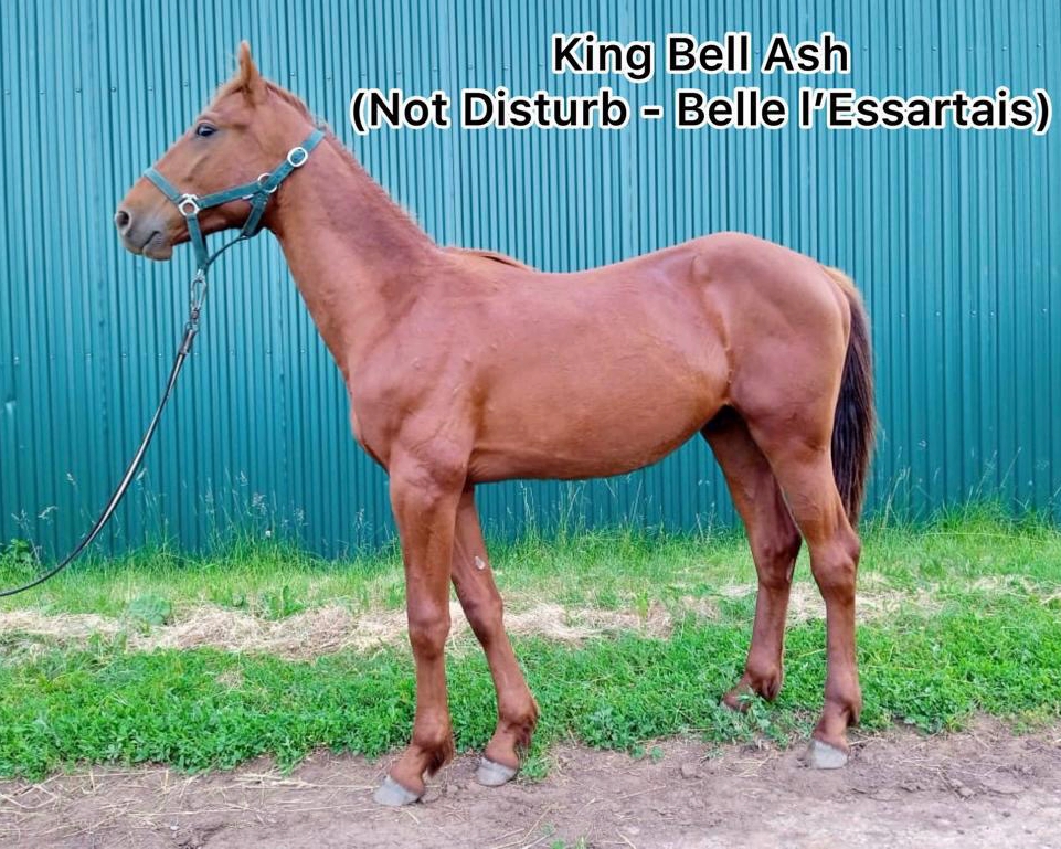 King Bell ASH