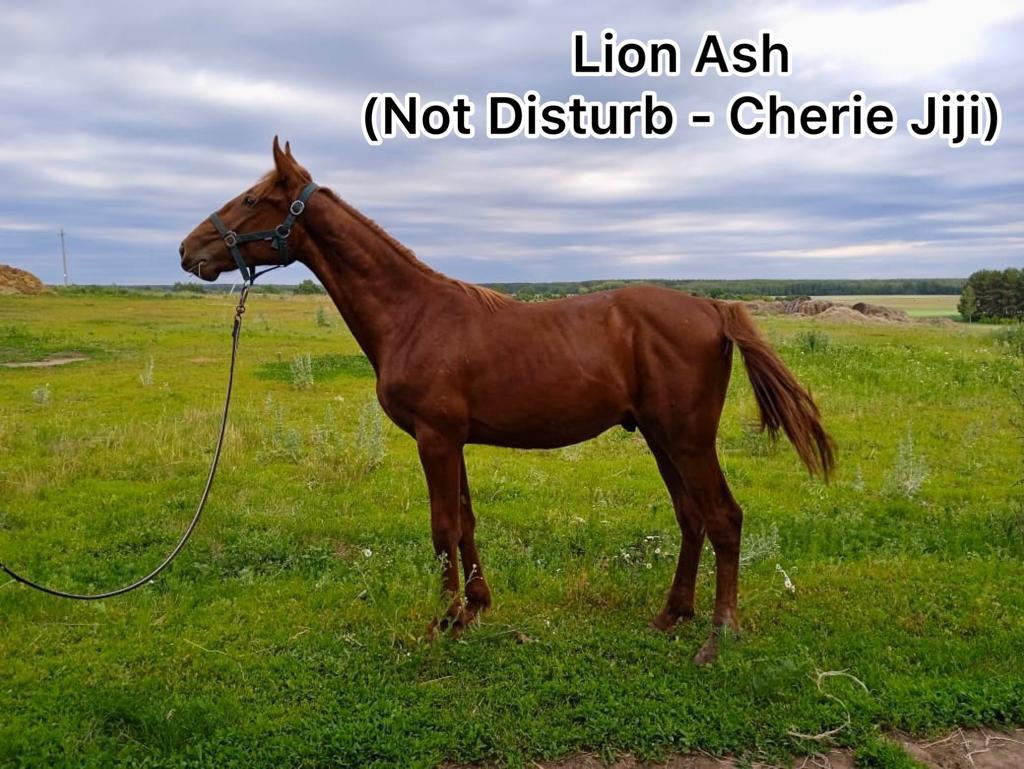 Lion ASH