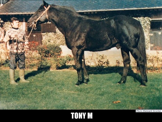 Tony M